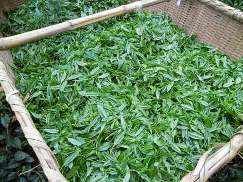 Premium Gyokuro DENTOUHON GYOKURO_Yame
