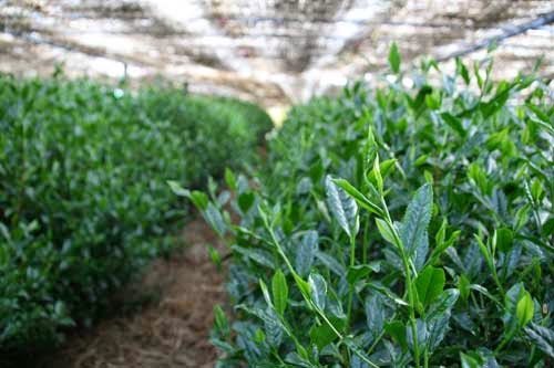 Premium Gyokuro DENTOUHON GYOKURO_Yame