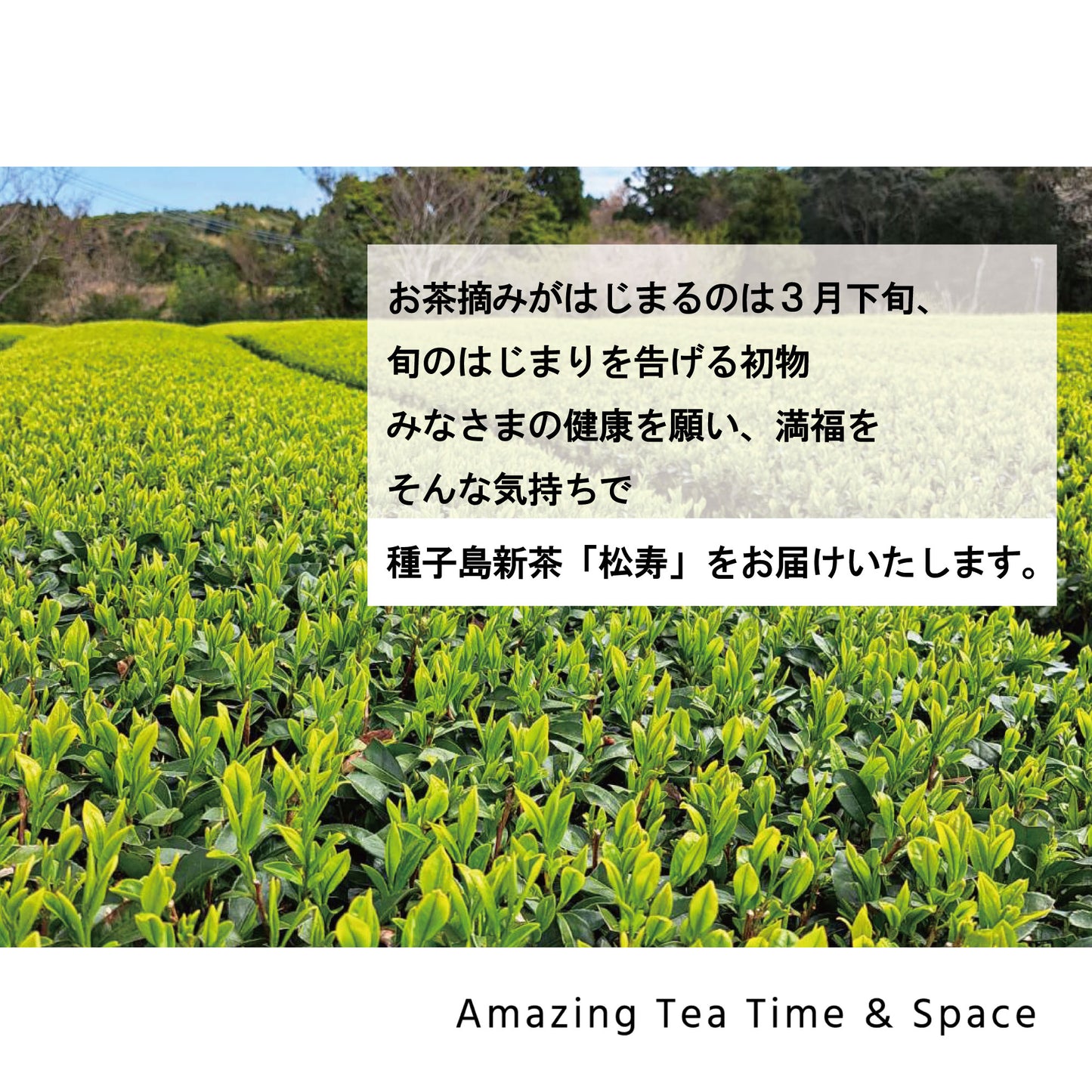 種子島新茶 松寿 新茶2025年|入荷しました!