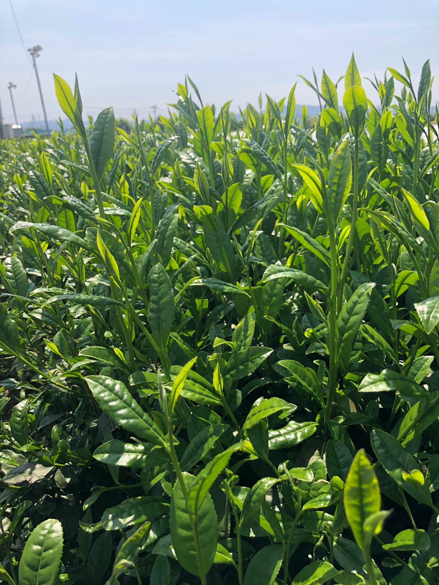 新茶体験（実習あり）　博多町家ふるさと館