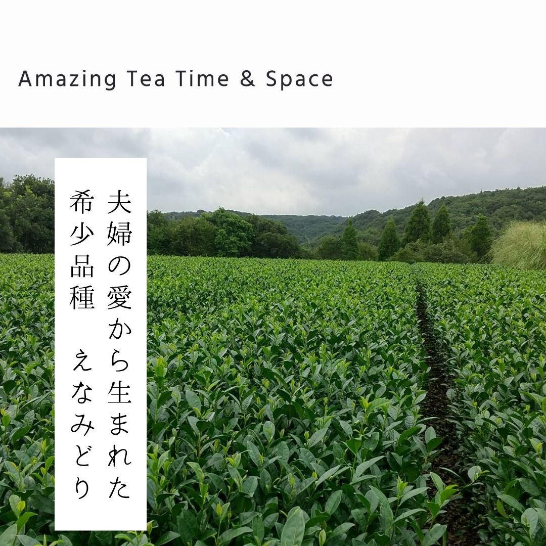 新茶2023_鹿児島県 種子島　エナミドリ