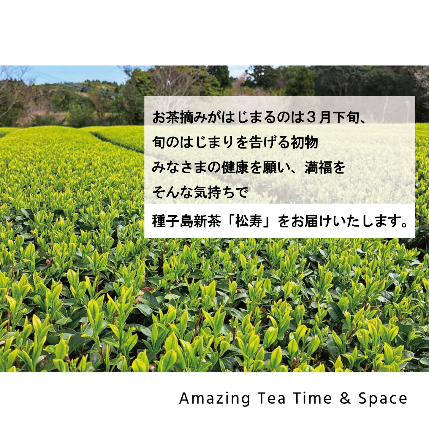 新茶2023_鹿児島県 種子島　松寿